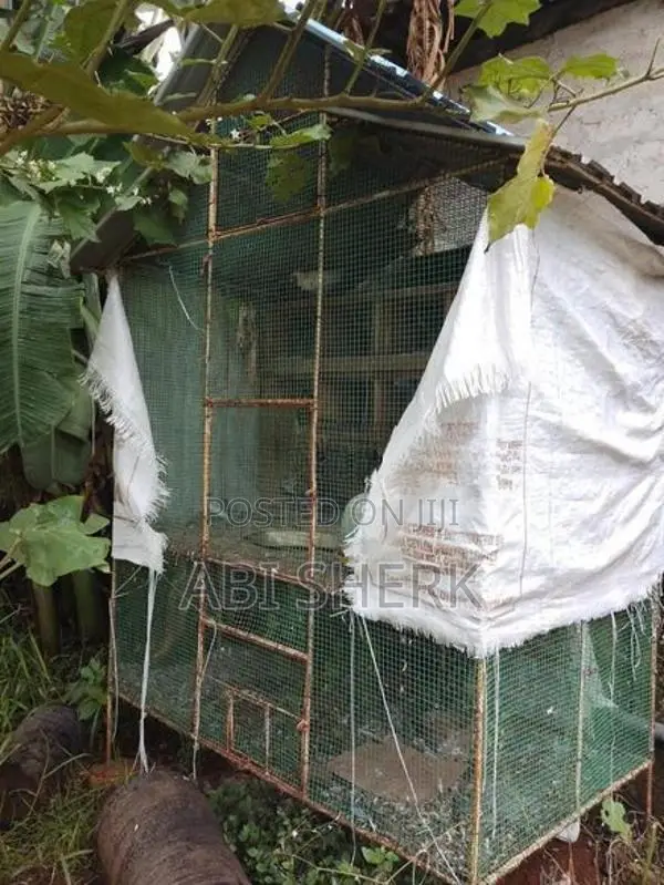 Birds Home