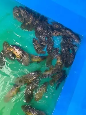 Oscar Fish