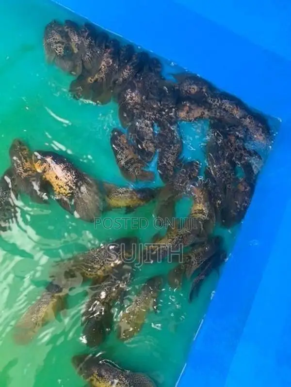 Oscar Fish