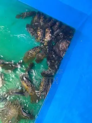 Oscar Fish