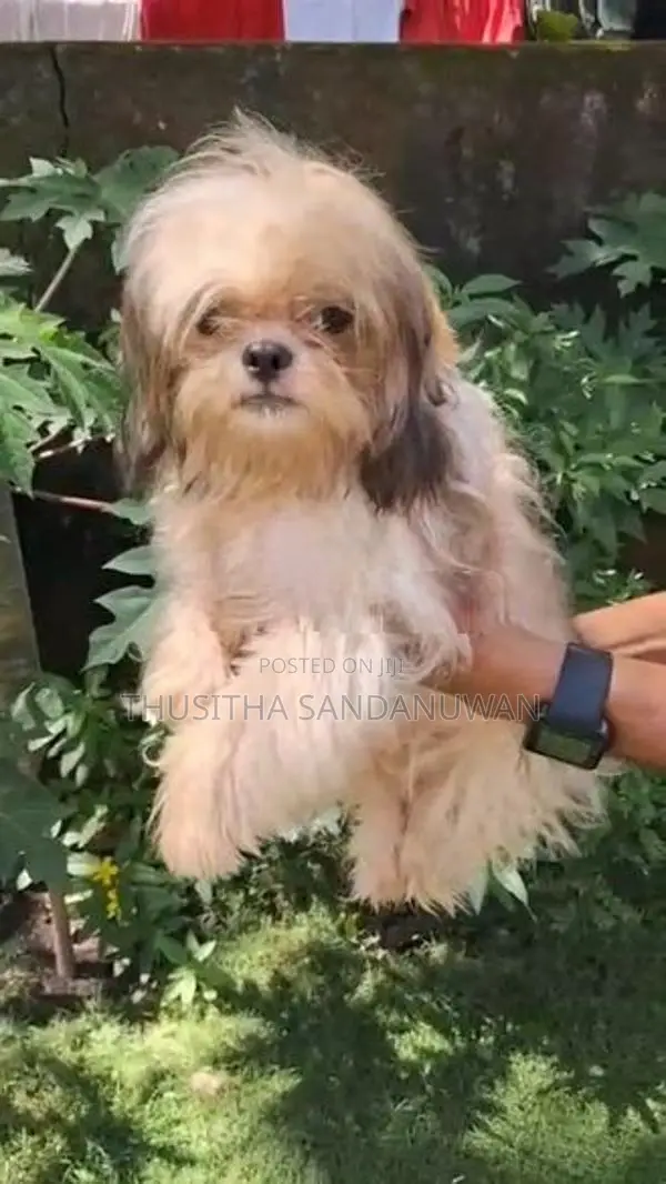 Shih Tzu Puppies