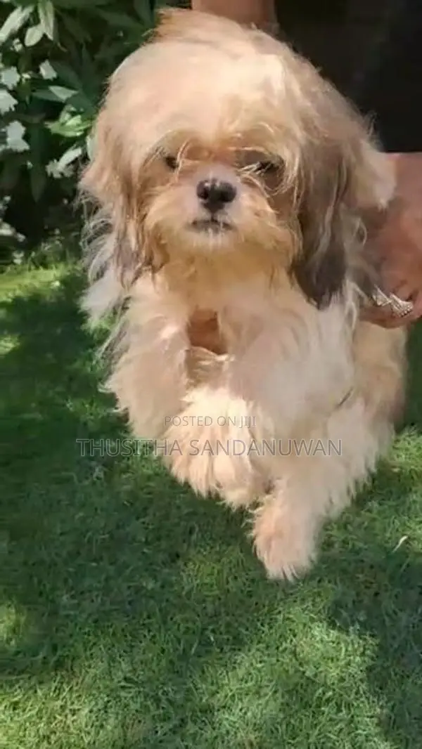 Shih Tzu Puppies