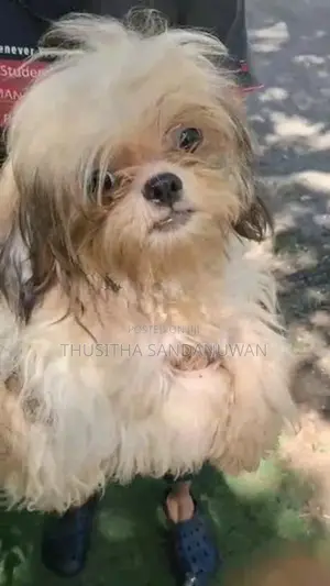 Shih Tzu Puppies