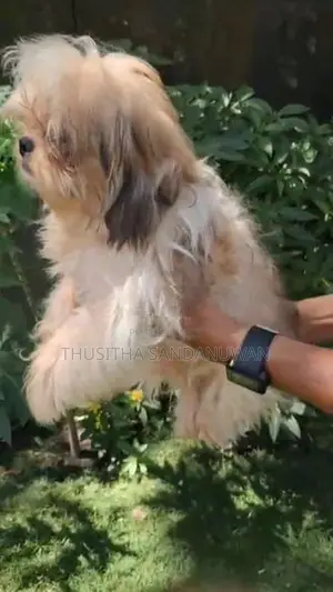 Shih Tzu Puppies