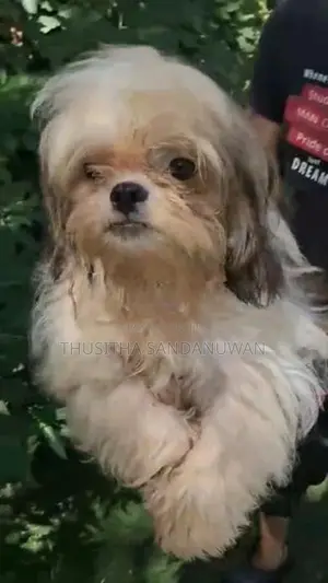 Shih Tzu Puppies