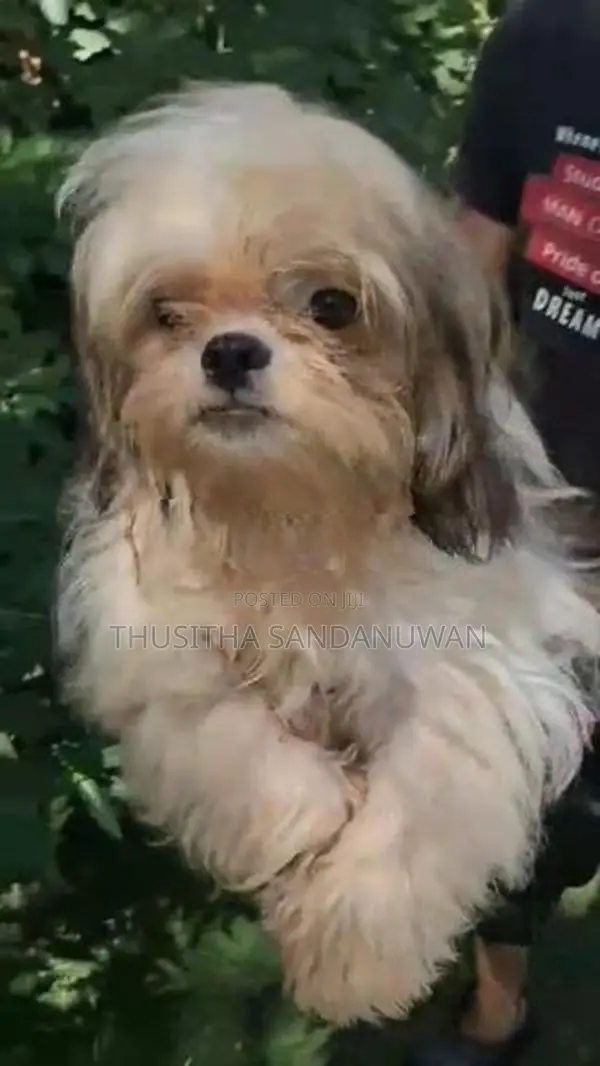 Shih Tzu Puppies