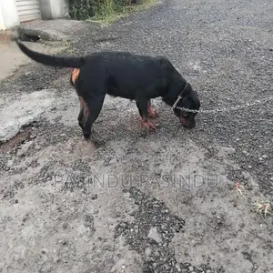 Rottweiler Puppies