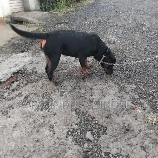 Rottweiler Puppies
