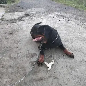 Rottweiler Puppies