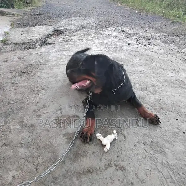 Rottweiler Puppies