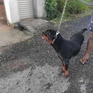 Rottweiler Puppies