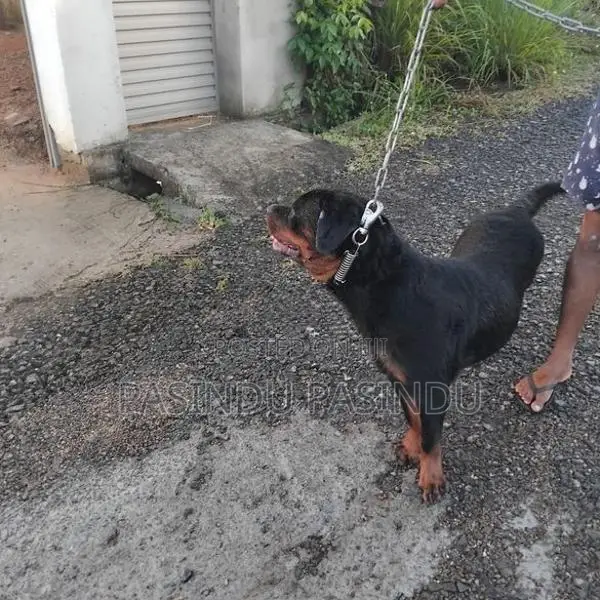 Rottweiler Puppies