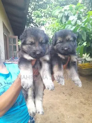 Lion German Shepherd Puppies