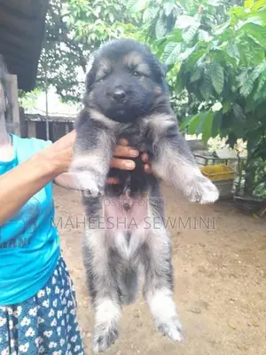 Lion German Shepherd Puppies