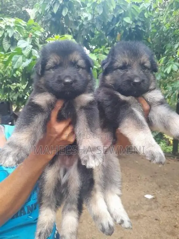 Lion German Shepherd Puppies