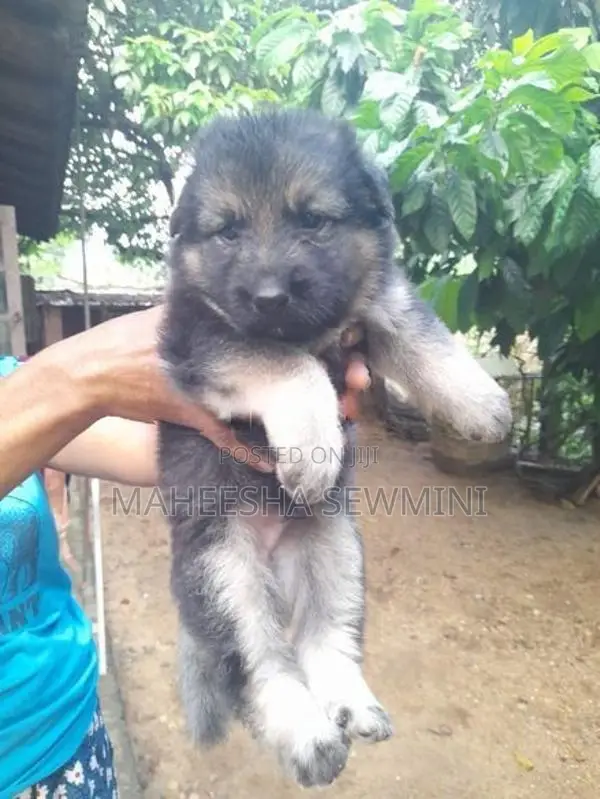 Lion German Shepherd Puppies