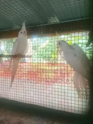 Red Eyes Cockatiel Birds