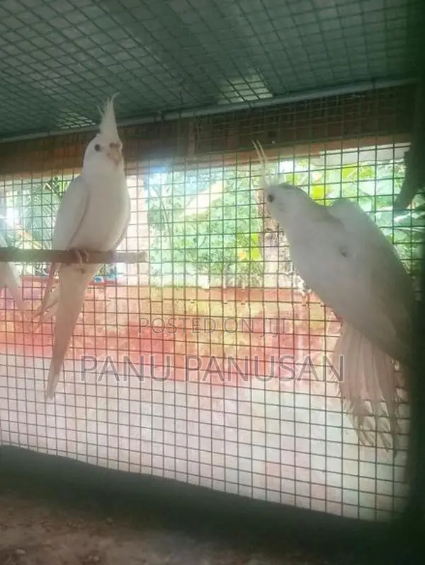 Red Eyes Cockatiel Birds