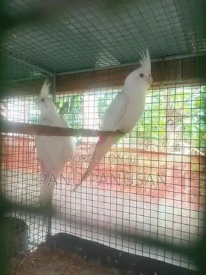 Red Eyes Cockatiel Birds