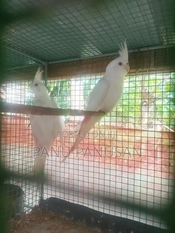 Red Eyes Cockatiel Birds