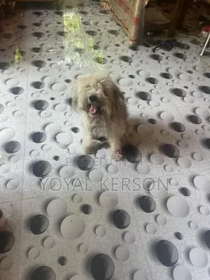Shih Tzu