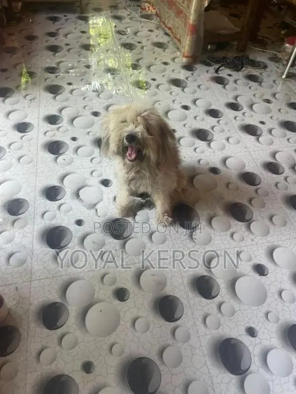 Shih Tzu