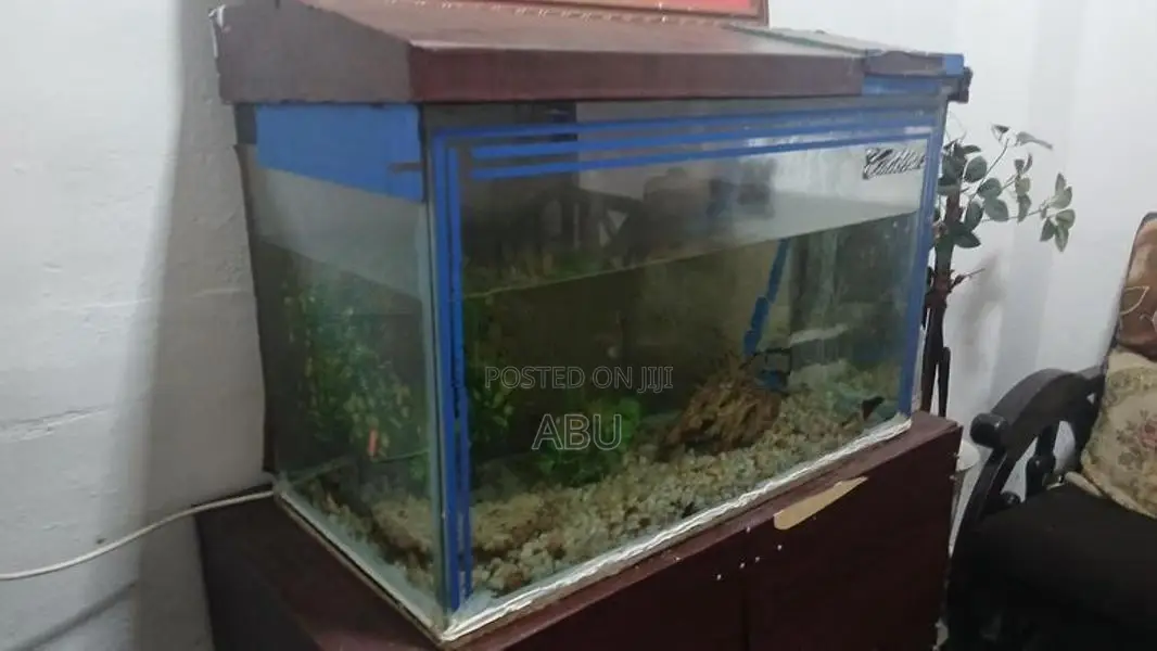 Fish Tank 2.5 Feet