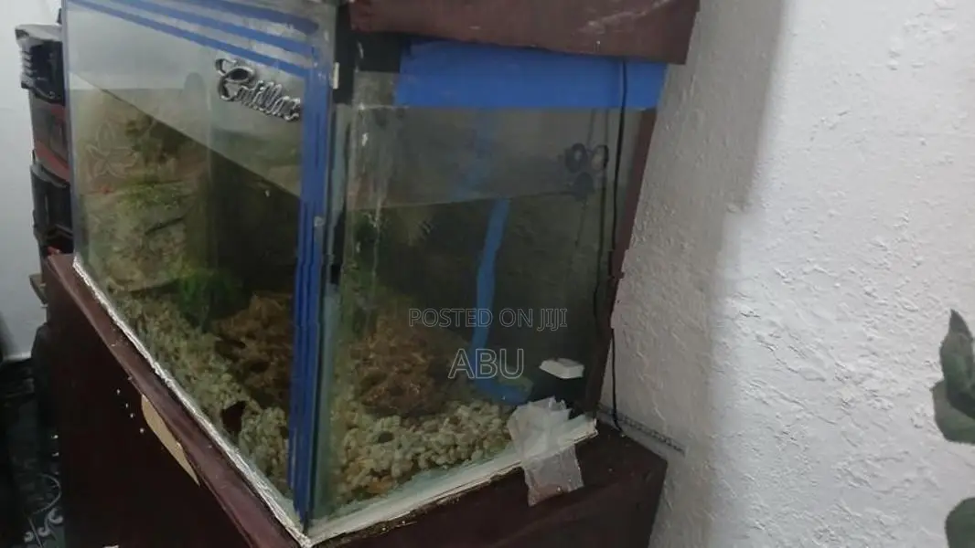 Fish Tank 2.5 Feet
