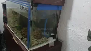 Fish Tank 2.5 Feet
