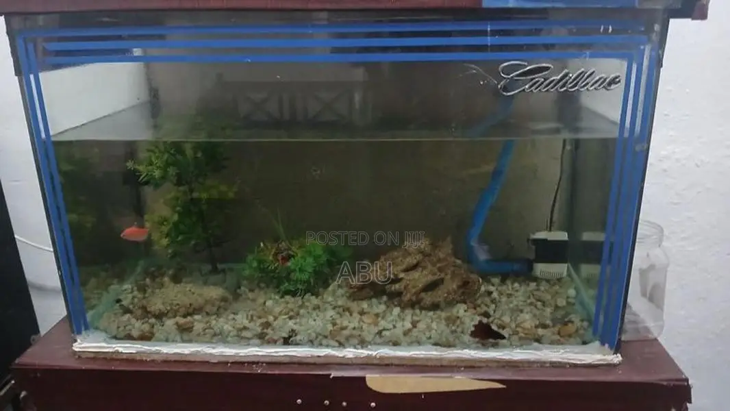 Fish Tank 2.5 Feet
