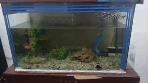 Fish Tank 2.5 Feet