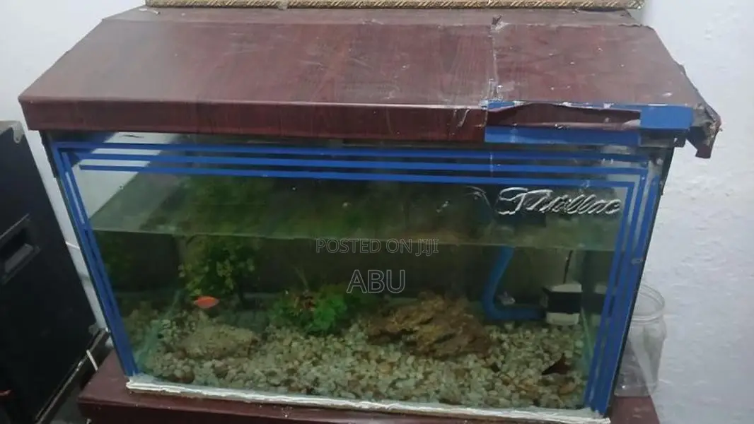 Fish Tank 2.5 Feet