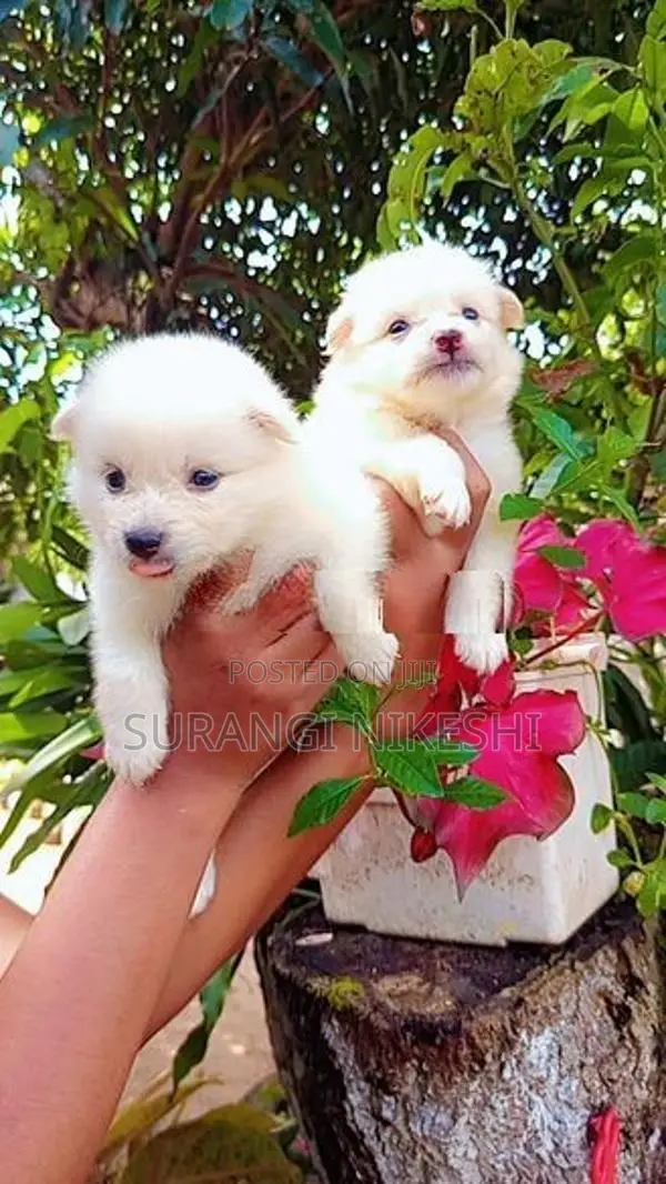 Pomeranian Puppy
