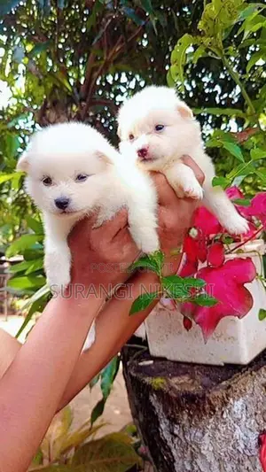 Pomeranian Puppy
