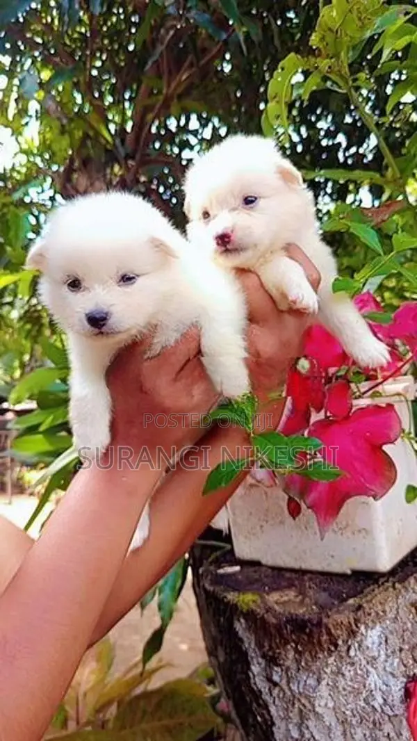 Pomeranian Puppy