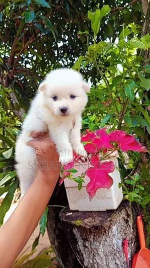 Pomeranian Puppy
