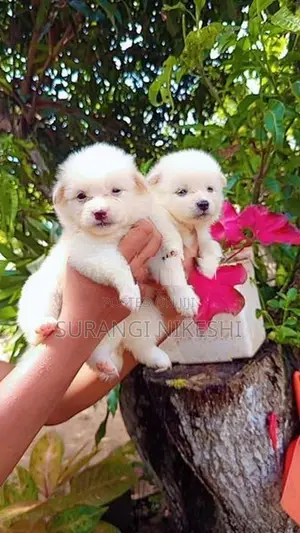 Pomeranian Puppy