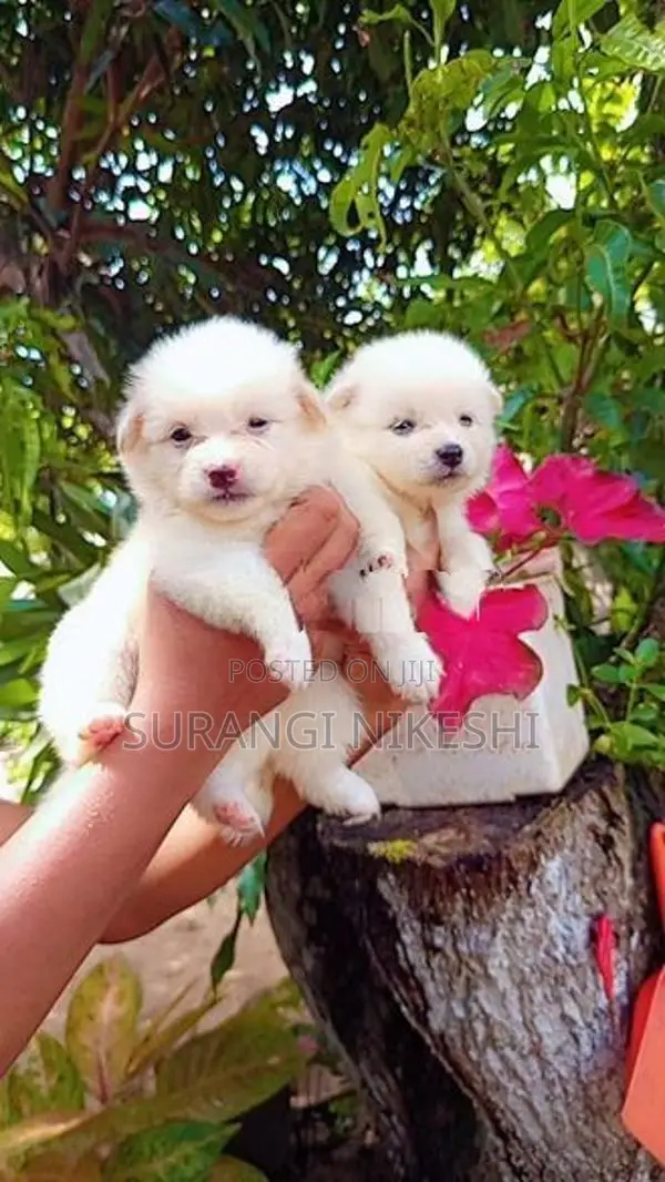 Pomeranian Puppy