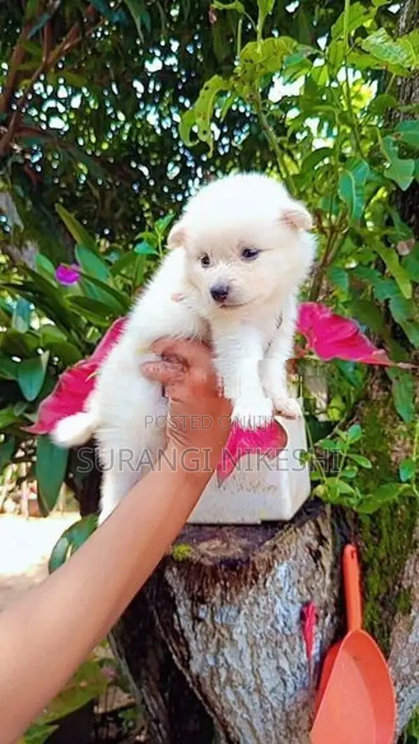 Pomeranian Puppy