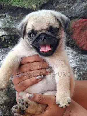 Pug Puppies