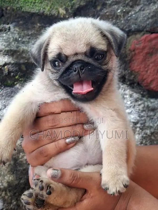 Pug Puppies