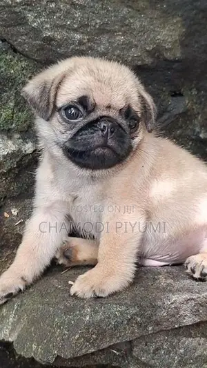 Pug Puppies