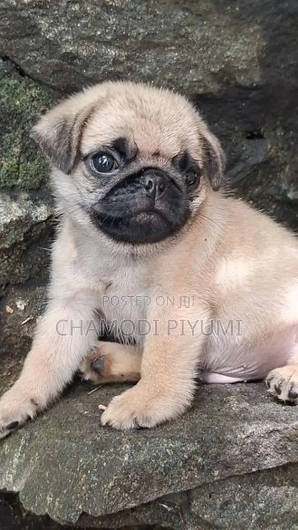 Pug Puppies