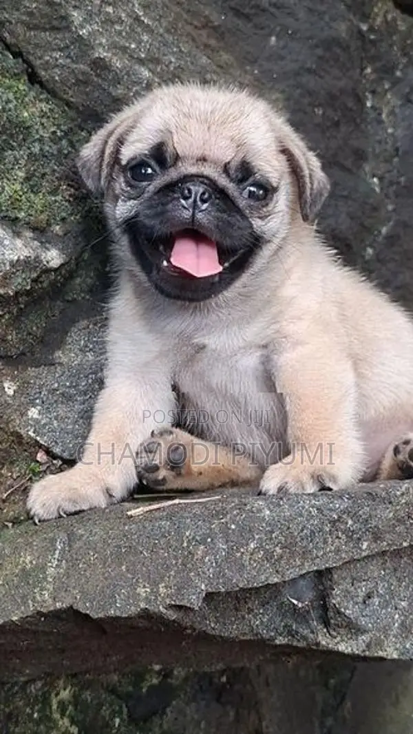 Pug Puppies