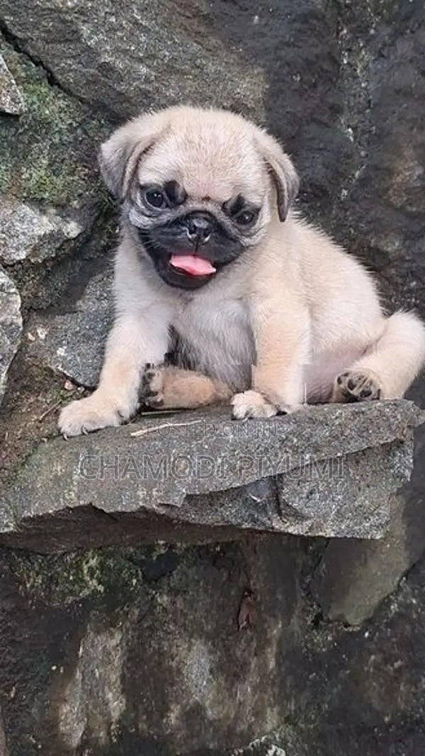 Pug Puppies