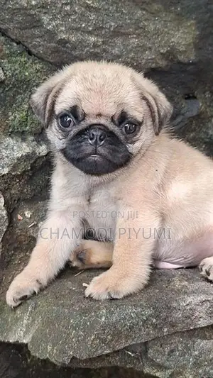 Pug Puppies