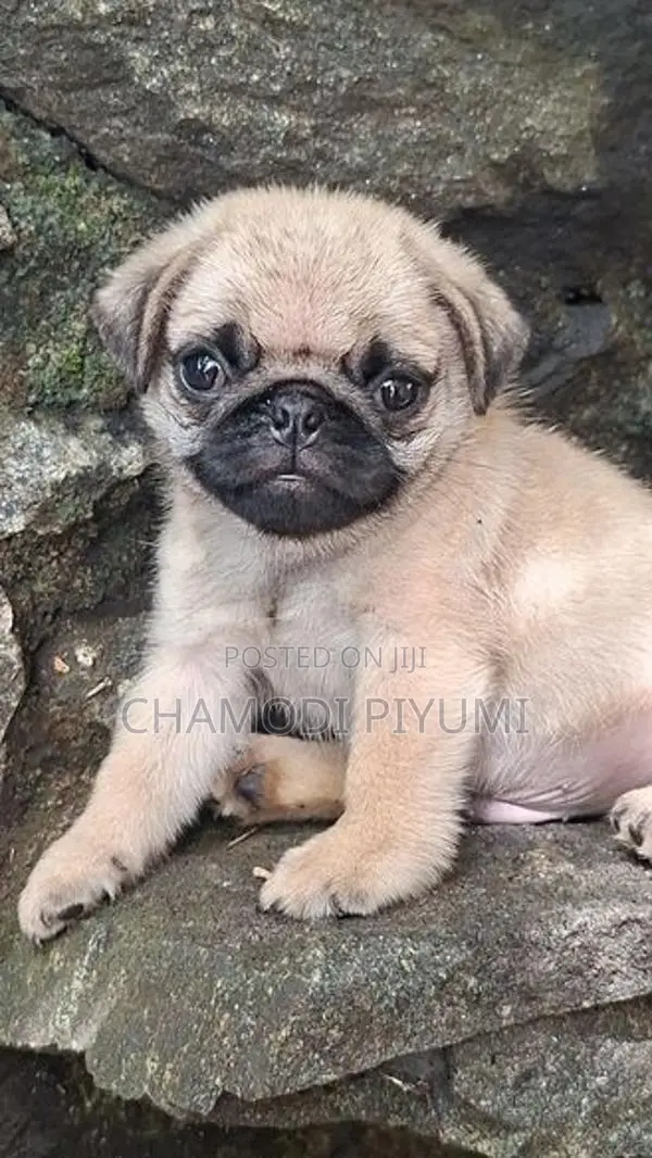 Pug Puppies