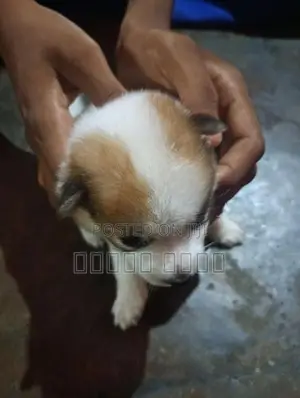 1மாதபொம்மரியன்குட்டி