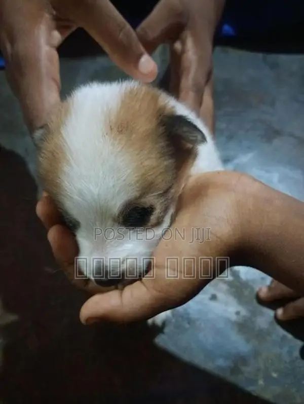 1மாதபொம்மரியன்குட்டி