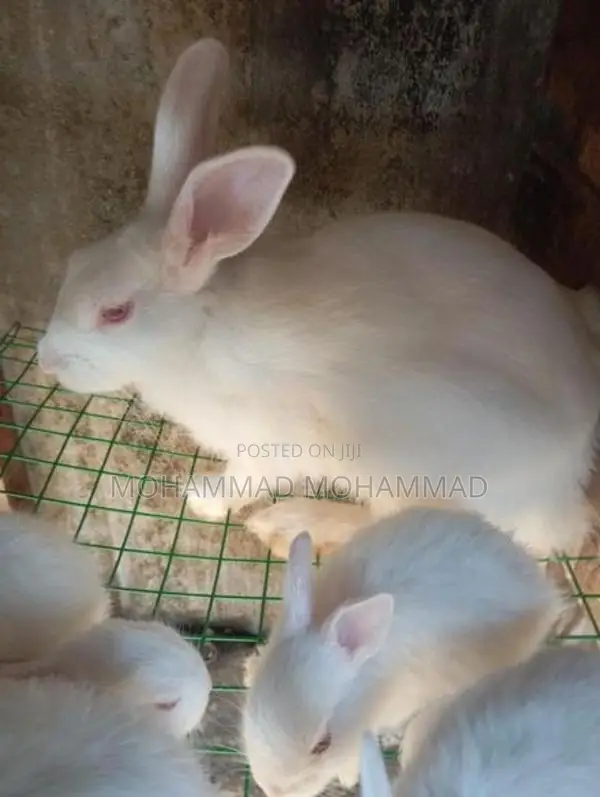 Rabbits